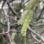 Corylus avellana Blüte