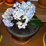 Hydrangea macrophyllaKukka