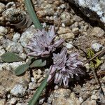 Allium obtusum Floare