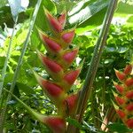 Heliconia wagneriana Anders