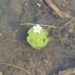 Nymphoides indica Maua