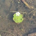 Nymphoides indica Blodyn