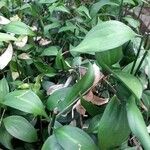 Ruscus hypophyllum Blatt