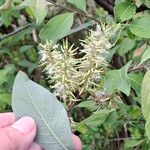 Salix bebbiana Plod
