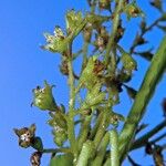 Dioscorea trifida Flower