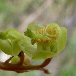 Pyrola chlorantha Fiore