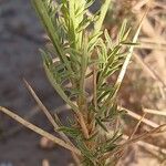 Astragalus armatus Foglia