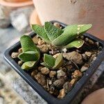Gasteria glomerata Hoja