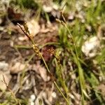 Carex digitata Flor
