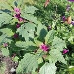 Chenopodium giganteum Blatt