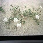 Silene succulenta Floro