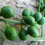 Clavija costaricana Fruit