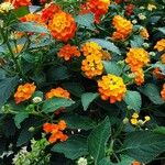 Lantana aculeata Flors