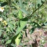 Sida spinosa Leaf