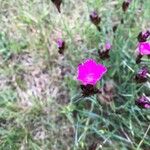 Dianthus carthusianorumÕis