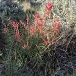 Castilleja linariifolia Leaf