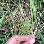 Agrostis canina ഇല