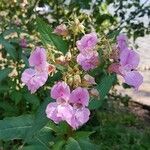 Impatiens glanduliferaFlors