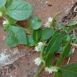 Alternanthera caracasana Blomst