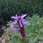 Coleus caninus Flower