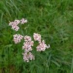 Achillea × roseoalba Квітка