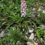 Gymnadenia odoratissima Φύλλο