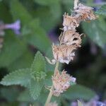 Nepeta grandiflora Fruto