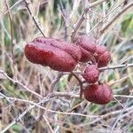 Prosopis farcta Fruchs