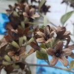 Cordia alliodora Fruto