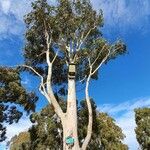 Corymbia maculata Casca