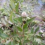 Salix eriocephala Листок