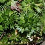 Saxifraga losae Other
