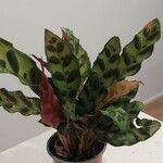 Calathea lancifolia Hoja
