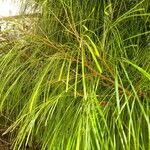 Acacia cognata Fuelha