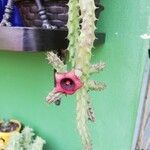 Huernia schneideriana Hostoa