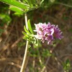 Trifolium amabile Cvet