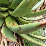 Aloe ferox Folha