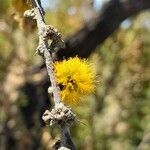 Vachellia caven Flower