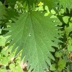 Urtica pilulifera برگ