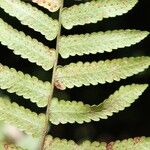 Arthropteris orientalis Other