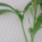 Lepidium sativum Листок