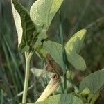 Aristolochia pallida Levél