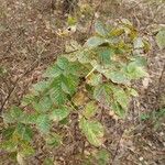 Rubus polonicus Leaf