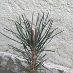 Pinus nigra Foglia