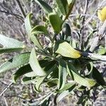 Anthyllis cytisoides Leaf