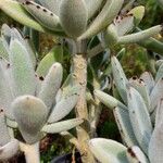 Kalanchoe tomentosa Folha