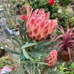 Protea repens Blüte