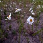 Anthemis cotula Kvet