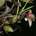 Maxillaria sanguinea Plod