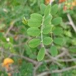 Colutea orientalis Hoja